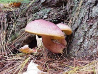 image of mushroom