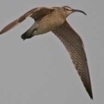 image of whimbrel #5