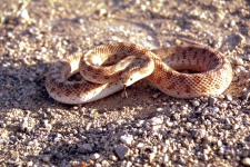 image of sidewinder