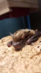 image of animal