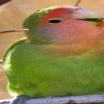 image of bird