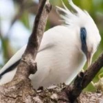 image of bird