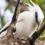 image of bali_starling #27