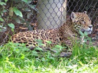 image of jaguar_car
