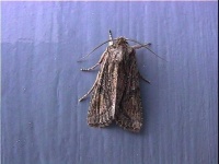 image of animal