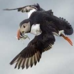 image of bird