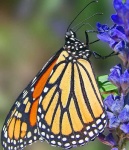 image of monarch #9