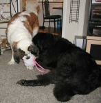image of saint_bernard