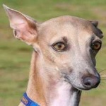 image of animal
