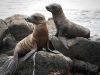 image of animal