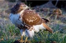 image of hawk