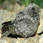 image of bird