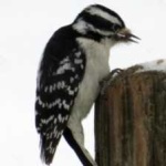image of bird