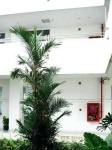 image of palm_tree