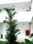 image of palm_tree #1