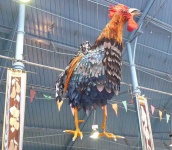image of cock