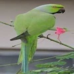 image of bird