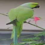 image of alexandrine_parakeet #30