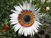 image of daisy
