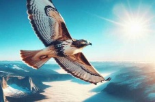 image of hawk