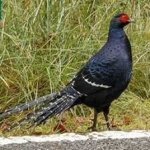image of bird
