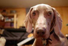image of weimaraner