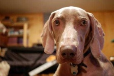 image of weimaraner #25