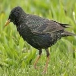 image of bird