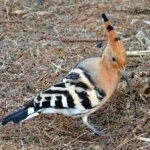 image of bird