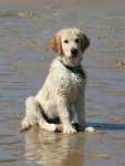 image of ibizan_hound