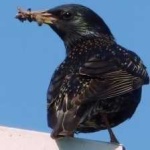 image of bird