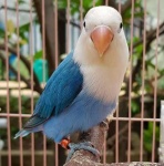 image of lovebird