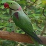 image of alexandrine_parakeet #13