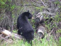 image of american_black_bear