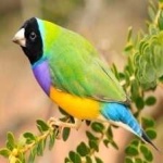 image of bird