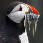 image of bird