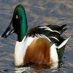 image of northern_shoveler #17