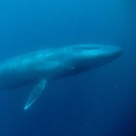 image of animal