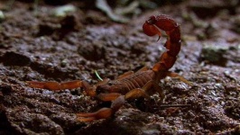 image of scorpion