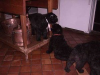 image of bouvier_des_flandres