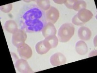 image of blood_cell