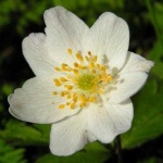image of flower