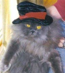 image of persian_cat