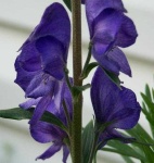 image of flower