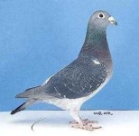 image of pigeon
