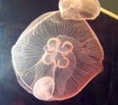 image of jellyfish