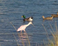 image of spoonbill