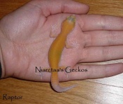 image of banded_gecko