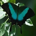 image of banded_butterfly #111