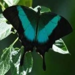 image of animal